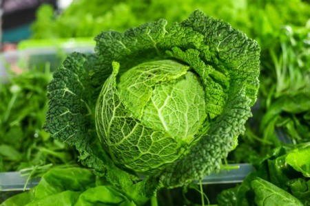 closeup of a cabbage