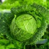 closeup of a cabbage