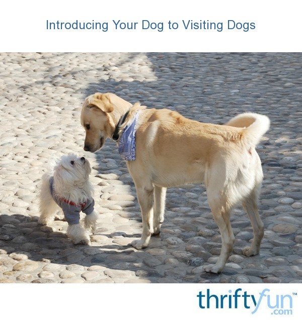 Introducing Your Dog to Visiting Dogs? ThriftyFun
