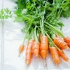 fresh carrots with tops