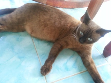 Characteristics of Mixed Breed Tonkinese
