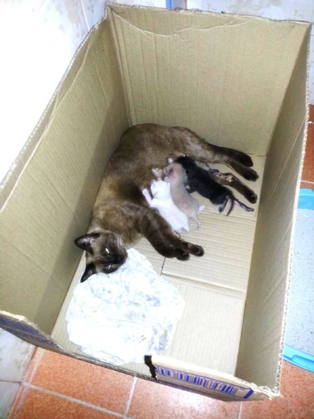 Characteristics of Mixed Breed Tonkinese