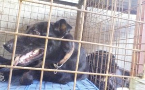 black dog in kennel