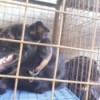black dog in kennel