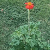 orange flower with yellow center