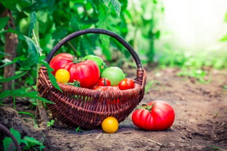 A basket of homegrown tomatoes