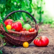 A basket of homegrown tomatoes