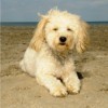 Wheaton Schnauzer mix dog lying on the beach