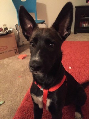 black dog with large standup ears