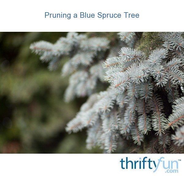 Pruning a Blue Spruce Tree? ThriftyFun