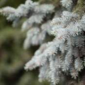 Blue Spruce Tree Branches