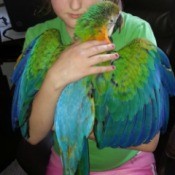 blue and green Macaw