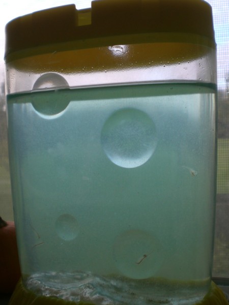 sea monkeys