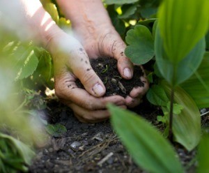 hands full of soil