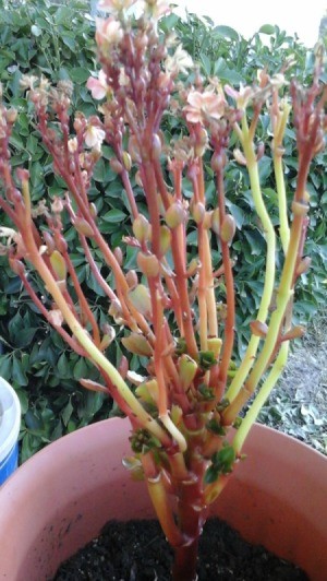 pink flowering plant with light green and reddish stems