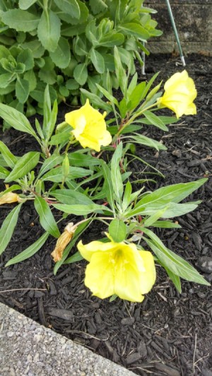 yellow flower with medium green lancet shaped leaves
