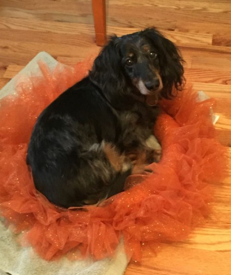 long haired Dachshund