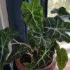 large dark green leaves with lighter veins