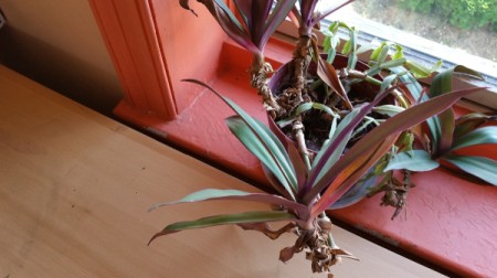 What Are These Houseplants?