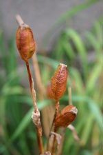 Preparing Your Garden for Fall