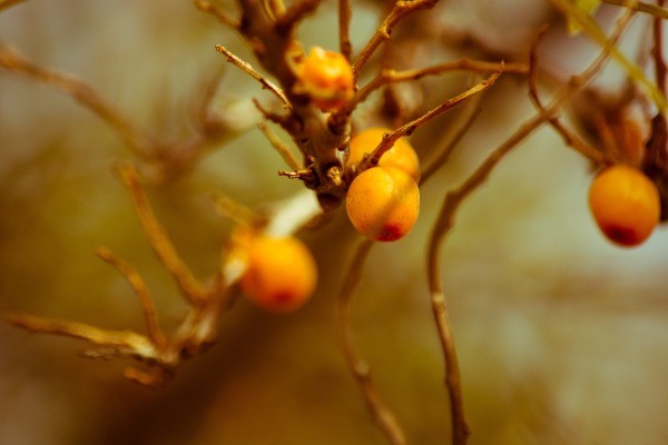 buckthorn