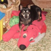 Mercedes (Miniature Pincher)