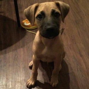 brown dog with dark muzzle