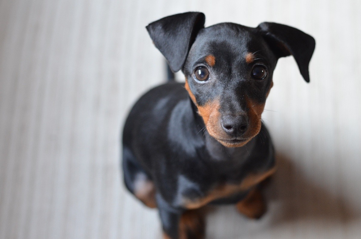 min pin dog