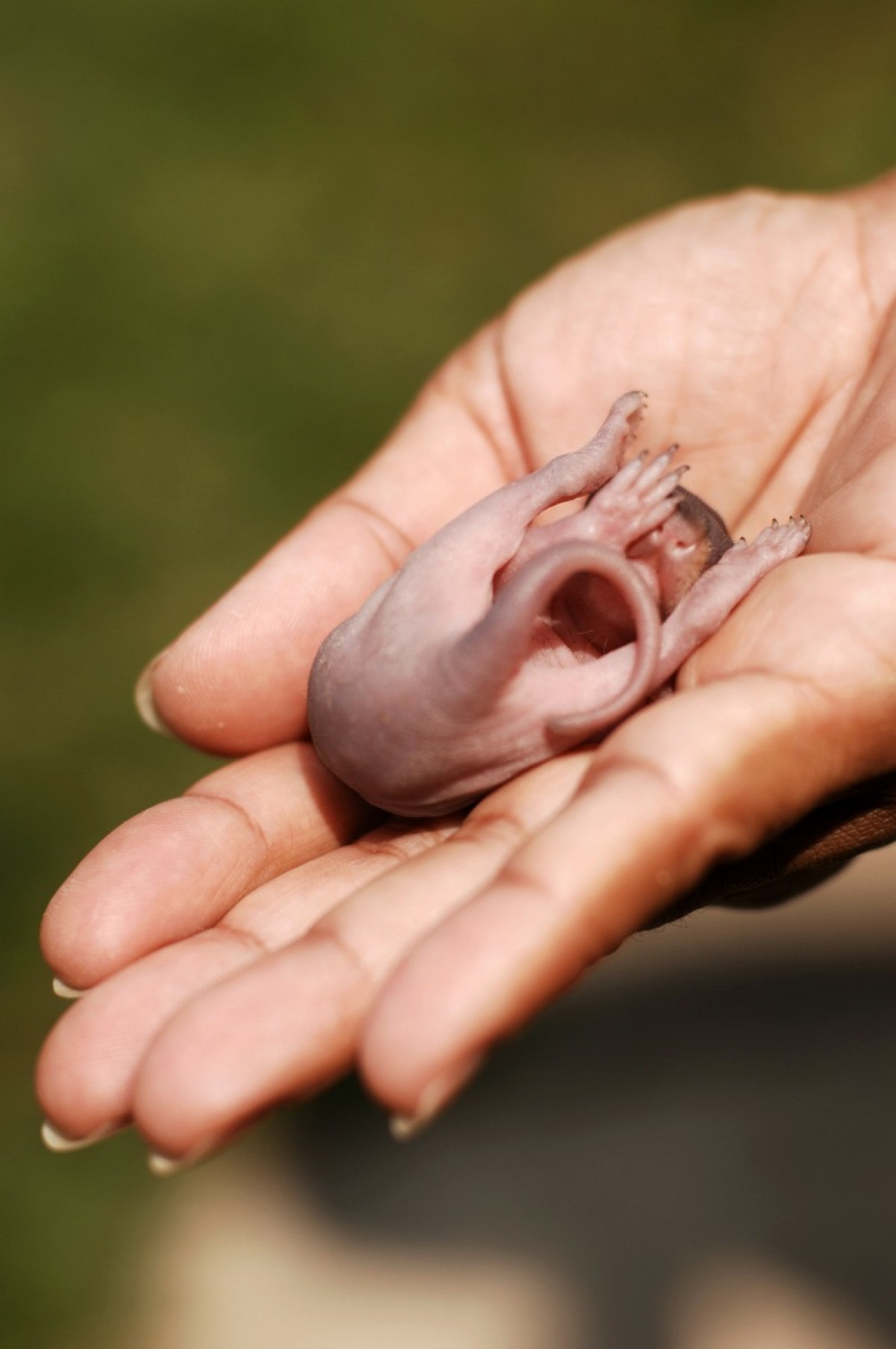 Caring for an Orphaned Baby Squirrel | ThriftyFun