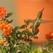 Rufus hummingbird and lantana
