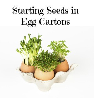 Seed starts in Egg Carton