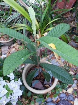 potted plant with long lancet shaped medium green leaves