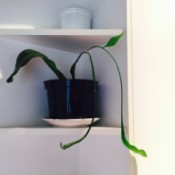long leaved houseplant