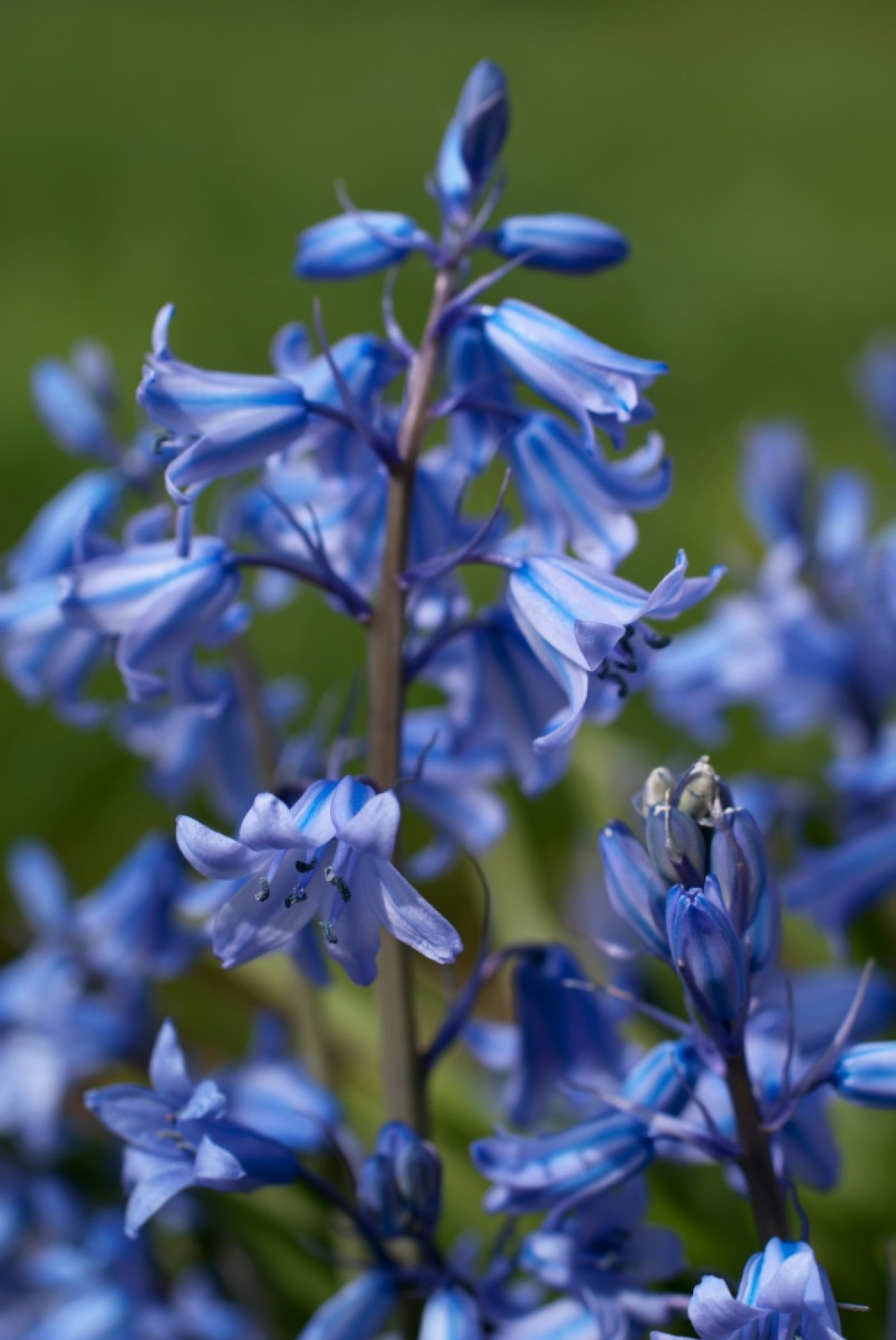 Growing Bluebells (Hyacinthoides) ThriftyFun