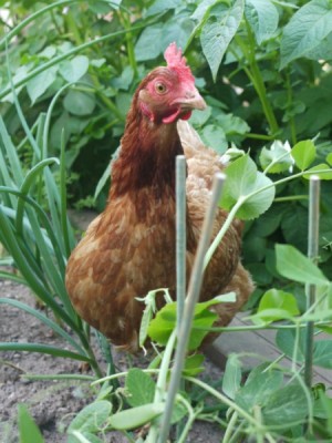 A chicken in a vegetable garden