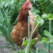 A chicken in a vegetable garden