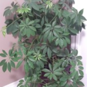 multi branching plant with leaves arranged in a circle