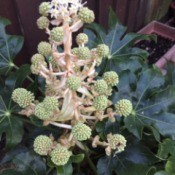 What Is This Garden Plant?