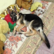 Skinny German Shepherd