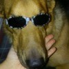 light brown dog wearing sunglasses