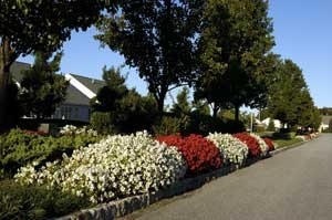 Beautifying Your Boulevard