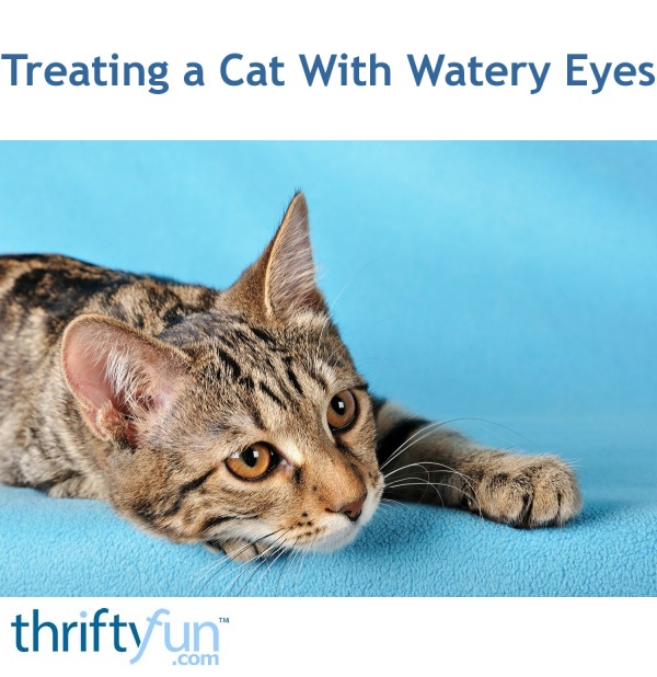 Treating a Cat With Watery Eyes? ThriftyFun