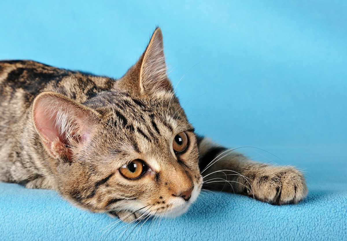 Treating A Cat With Watery Eyes ThriftyFun