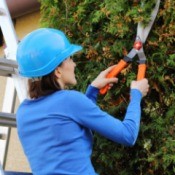 Woman Trimming Hedge on Ladder