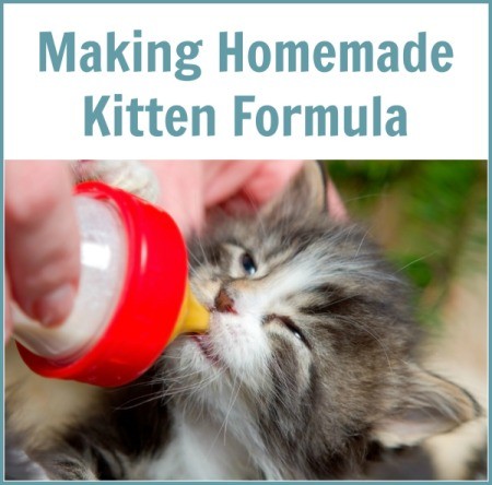 Making Homemade Kitten Formula