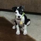 black and white puppy