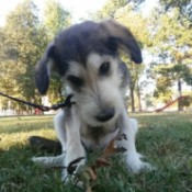 What Breed Is My Dog?