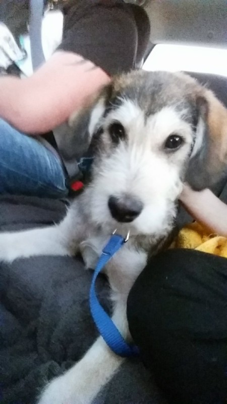 What Breed Is My Dog?