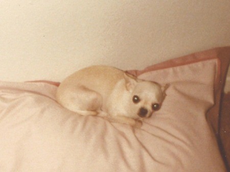 cream colored Chihuahua