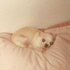 cream colored Chihuahua